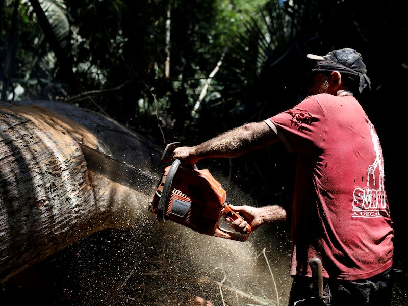 Een man zaagt een boom in stukken in de Amazone in Brazilië.
