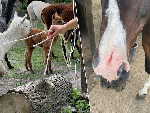 Bij Zorgboerderij Huppeldepup in Humbeek werden onder meer omheiningsdraden doorgeknipt (links). Daarbij raakten twee dieren gewond (rechts).