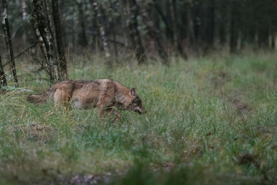 Zoekactie naar vermiste Nederlander (73) in natuurgebied ges