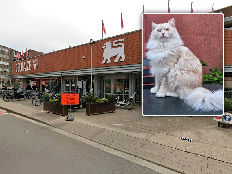 Op 45 kilometer van huis en na maand vermist te zijn: Gentse kat Casper teruggevonden in Asse