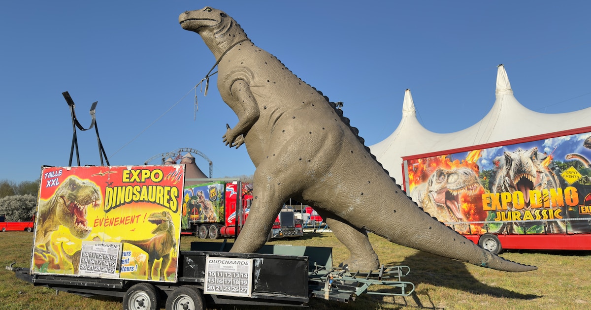 Dino’s strijken neer op weide nabij Herlegem | Oudenaarde