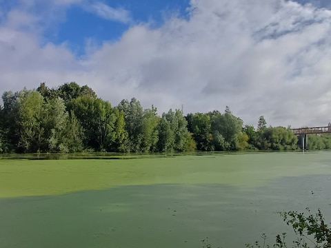 De Leie kleurde donderdagmorgen volledig groen