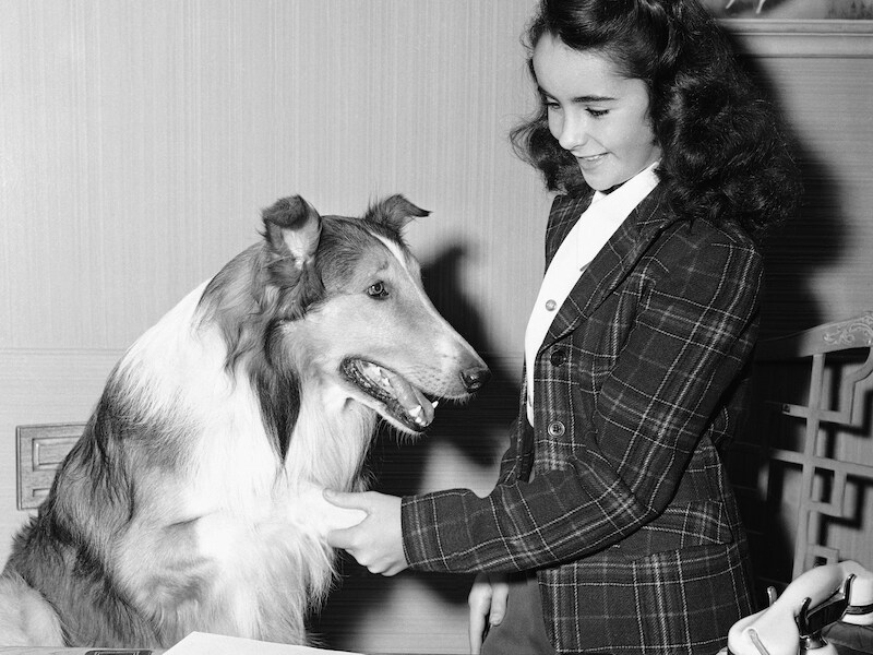 Lassie en Elizabeth Taylor in de film 'Lassie Come Home' uit 1943.