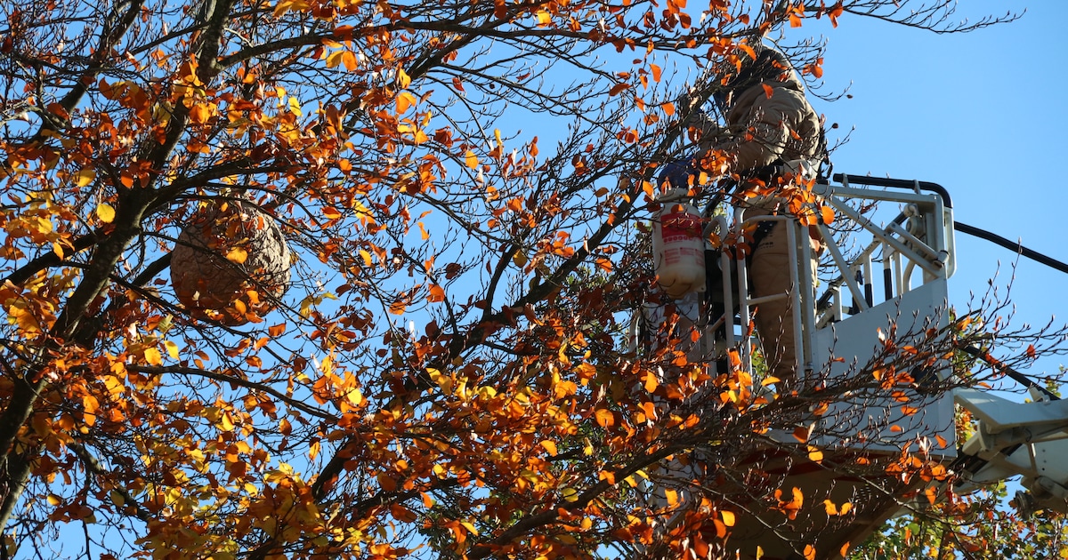 Informatieavond in Lubbeek wapent inwoners tegen de opmars van de Aziatische hoornaar