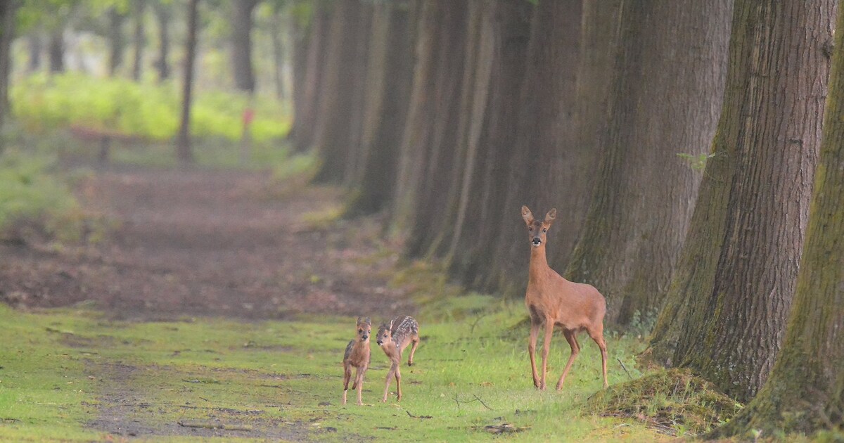 Vroeg uit de veren voor vogelzang: Natuurpunt organiseert dauwwandeling ...