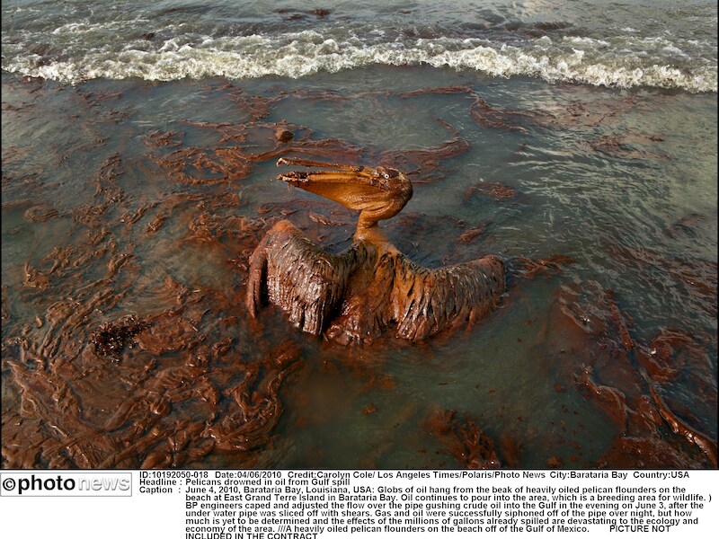 Beeld van twee jaar geleden: een in olie besmeurde pelikaan in Barataria Bay in Louisiana.