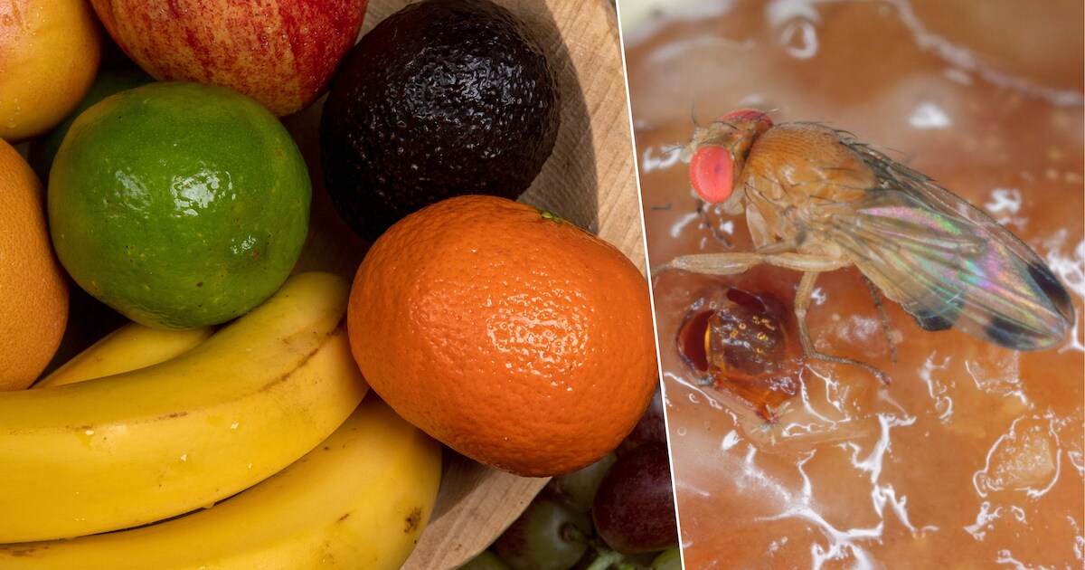 Last van fruitvliegjes? Zo kan je ze bestrijden! | Eten | HLN.be