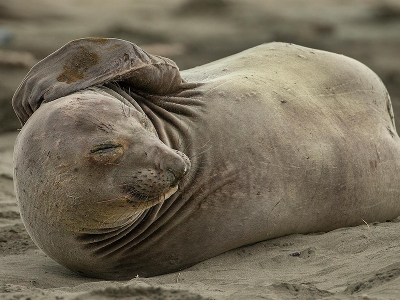 Australië evacueert 24 onderzoekers uit vrees voor massale sterfte onder zeeolifanten door vogelgriep