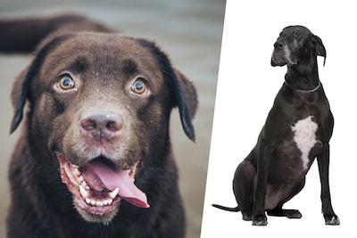 Alleenstaande moeder en B&B-uitbaters in de clinch over blaffende honden: “Dan zit er niets anders op dan ze te laten euthanaseren”