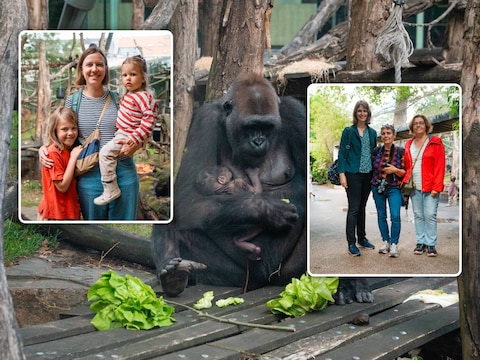 Gorilla Mayani heeft een baby gekregen. Links: Laura en haar dochters Alex en James. Rechts: Danielle, Tilly en Annick. 