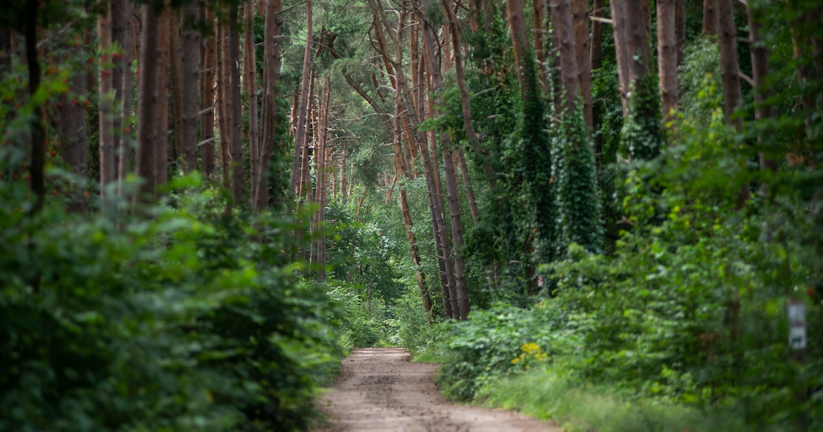 Trek op veldtoertocht doorheen Halse Bossen | Regio | HLN.be