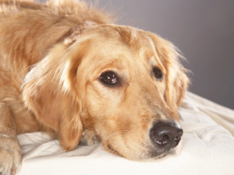 Deze hond is niet het exemplaar waarvan sprake.