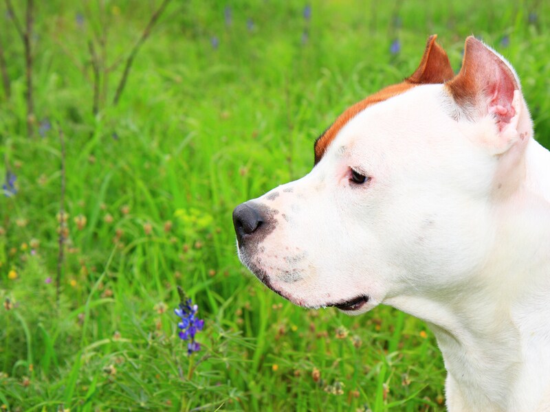 Een Amerikaanse Staffordshire terriër of amstaff