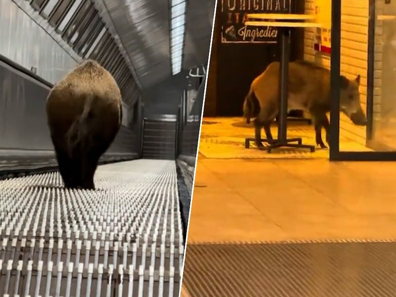 KIJK. Wild zwijn slentert door metro van Boedapest en zorgt voor chaos op Lijn 2