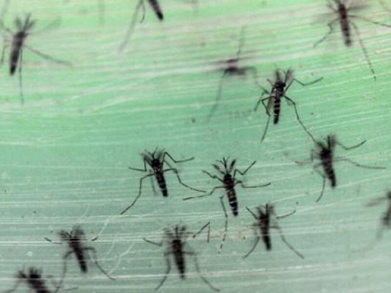 Het zikavirus wordt verspreid door muggen.