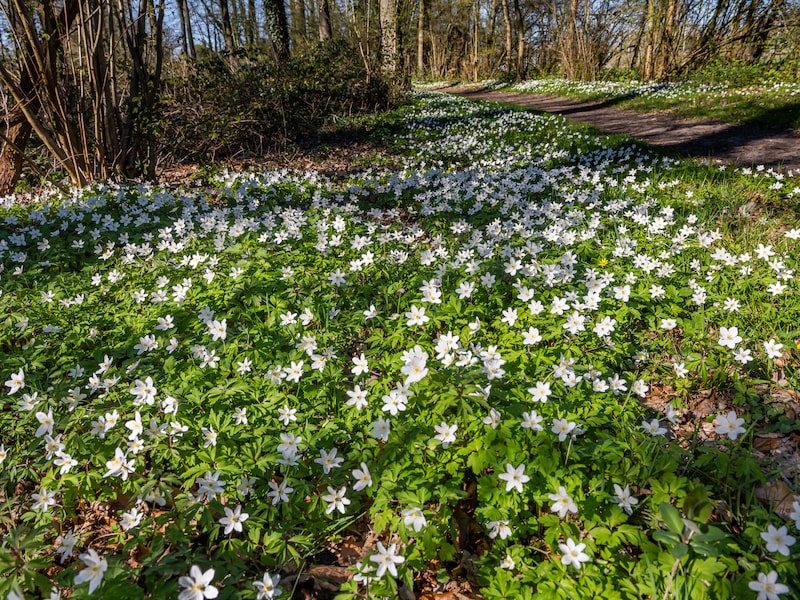 Stabroek verkoopt opnieuw streekeigen bomen en struiken via Behaagactie