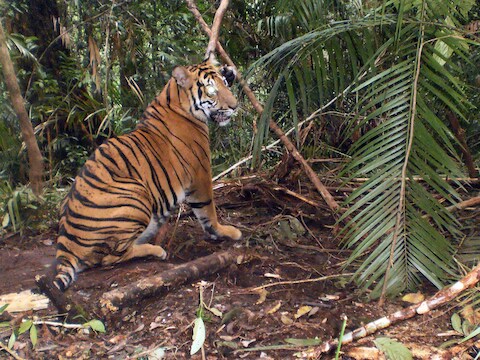Een gevangen tijger op Sumatra.