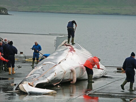 Een walvis wordt geslacht aan boord van een walvisjager.