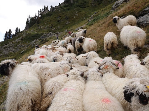 Enkele zwartneusschapen bij elkaar in Zwitserland (archieffoto).