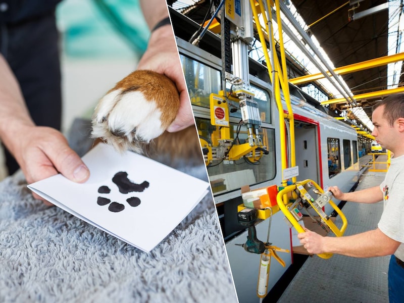 Van dierencrematorium Adio in Kapellen tot de centrale werkplaats van NMBS in Mechelen: zondag zetten heel wat bedrijven hun deuren open voor de Voka Open Bedrijvendag