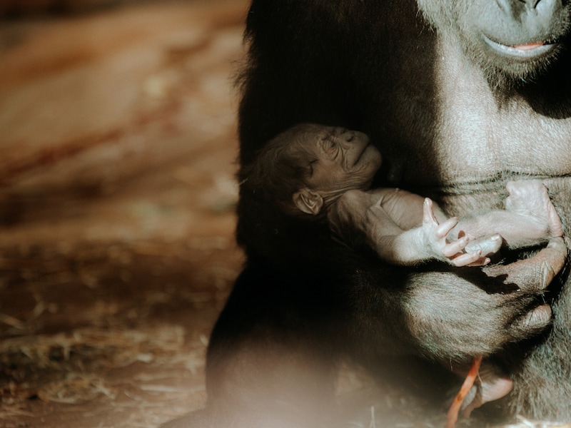 Zeg niet langer ‘Baby B’, maar ‘Baya’: de nieuwe babygorilla van Zoo Antwerpen heeft officieel een naam.
