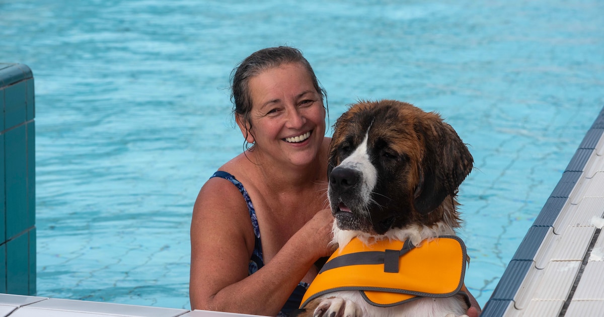 Openluchtzwembad Warande exclusief voor honden en baasjes