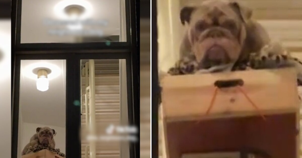 見て。 Stairliftを使用しているBuldog Eddieからのビデオ既に55（！）100万回の視聴| Instagram HLN