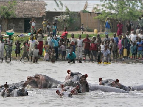 Taferelen als deze zullen zeldzaam worden in Oost-Congo. Rebellen slachtten er bijna alle nijlpaarden af.