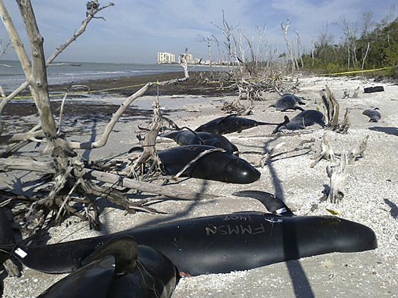 Tientallen grienden zijn aangespoeld op de stranden van Florida.