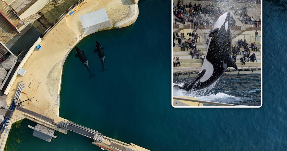 Rapport slaat alarm over achtergelaten orka’s in Frans dolfinarium: “Bassins kunnen elk moment insto