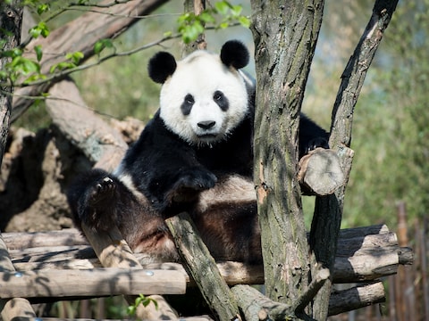 Archiefbeeld Pairi Daiza.