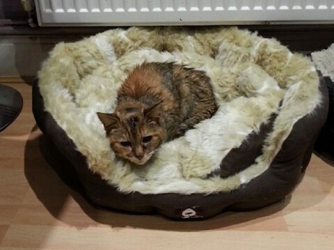 Poppy