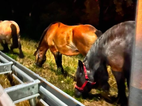 Vier boerenpaarden gingen zaterdagavond op wandel in Mechelen.