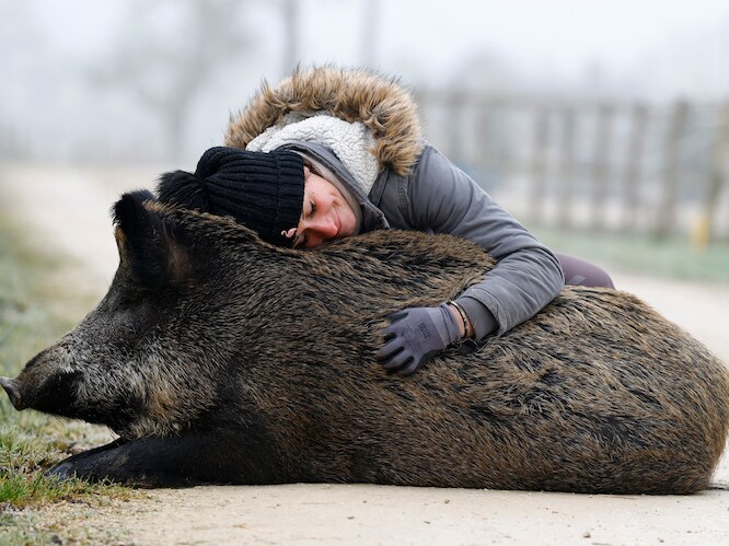 Rillette gered van stoofpot: Franse vrouw mag wild zwijn mede dankzij Brigitte Bardot als huisdier houden