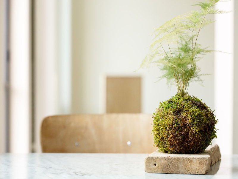 Workshop Kokedama