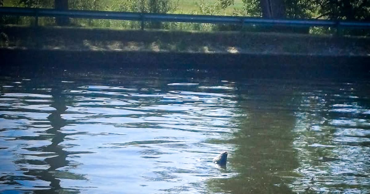KIJK. Voorbijganger spot zeehond in kanaal Brugge-Oostende: “Het zijn enorm nieuwsgierige dieren”