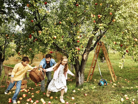 Provincie zoekt inwoners die zeldzame fruitbomen kennen: “Oude bomen opnieuw een toekomst geven”