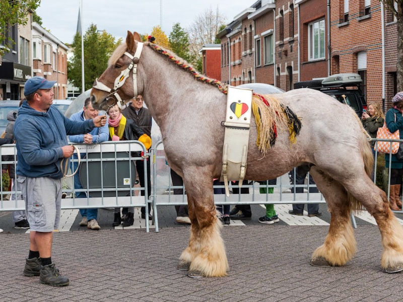Op de jaarmarkt zijn opnieuw heel wat dieren te spotten. 