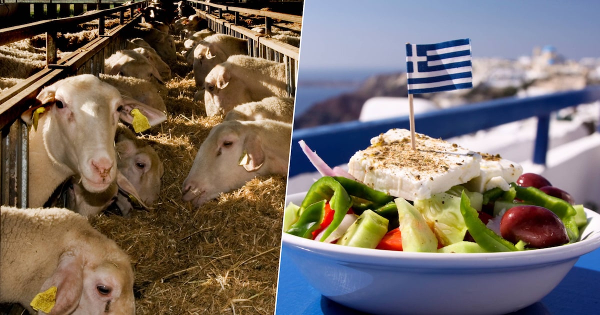 Vrees voor fetacrisis na uitbraak van virusziekte bij Griekse schapen en geiten: “Al meer dan 400.00