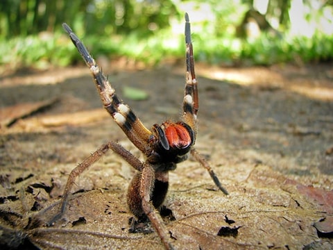 Braziliaanse zwerfspin
