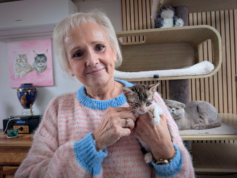 Anne Marie Messelis zet zich, met Katimoe, al 15 jaar lang in voor het welzijn van katten