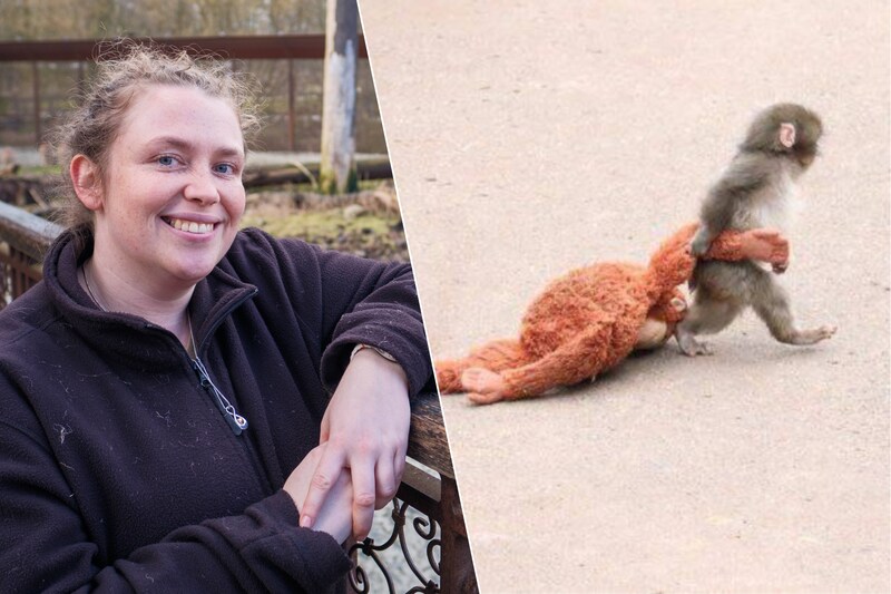 Dierenverzorgster Elke van ZOO Planckendael over verstoten baby­-aapje ...