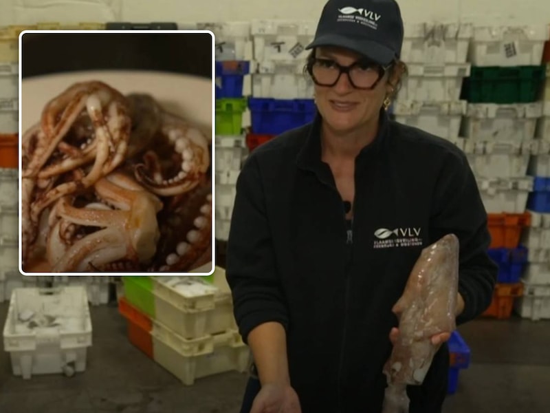 Belgische vissers vangen er véél van, maar u eet ze amper: waarom ‘Spaanse’ calamares steeds meer uit de Noordzee komen