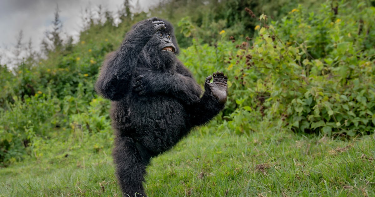 IN BEELD. Een dansende gorilla, worstelende kikkers en speelse vossen: dit zijn de grappigste dieren