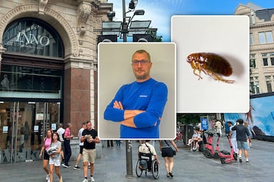 “Dagelijks stofzuigen is alvast één goed preventiemiddel”: na vermoeden van vlooienplaag in Inno Antwerpen tipt expert hoe je van de beestjes afgeraakt