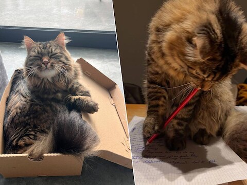 Maak kennis met Malibu, de poes die zich voortaan officieel de leukste kat van Mechelen mag noemen.