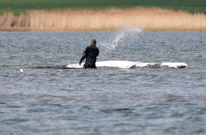 Rettungskräfte mit Timmy, der noch immer auf einer Sandbank im flachen Wasser vor der Ostsee in der Nähe der Insel Poel bei Wismar in Deutschland festsitzt.