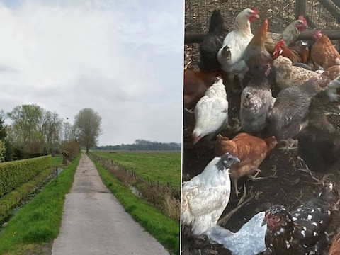 Op een weide aan het Wolvenstraatje in Wetteren werden maar liefst 589 dieren in beslag genomen.