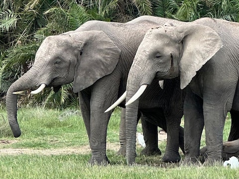 Olifanten in Nationaal Park Amboseli in Kenia.
