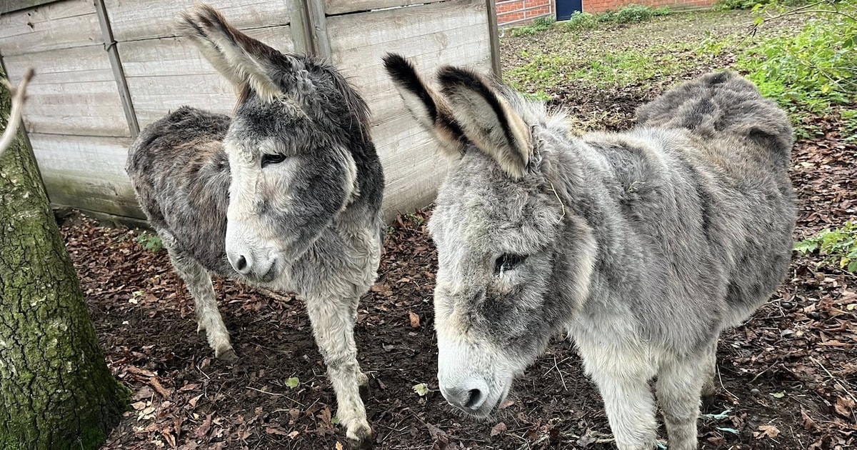 Ezelopvangcentrum Anegria verliest op korte tijd vier dieren: “Vermoeden dat er virus in het spel is
